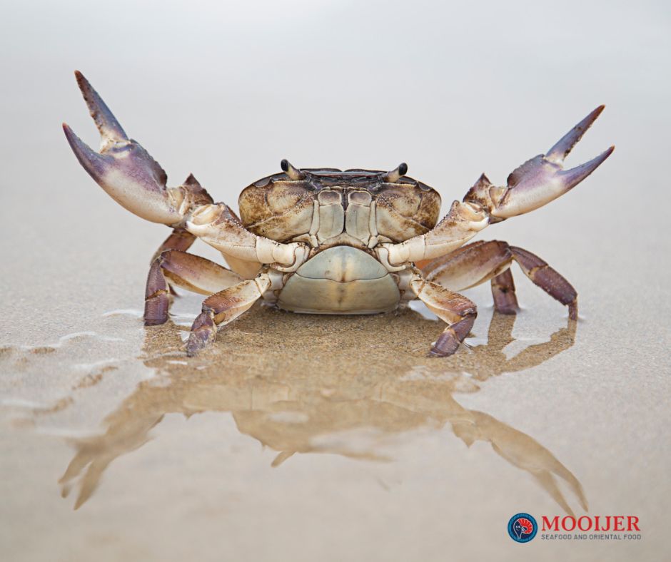 Rivierkrab op een zandstrand