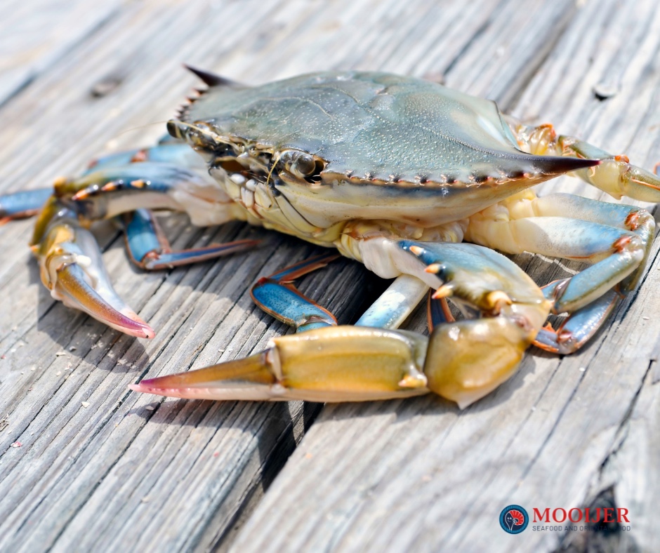 Close-up van een soft shell krab op een houten steiger.