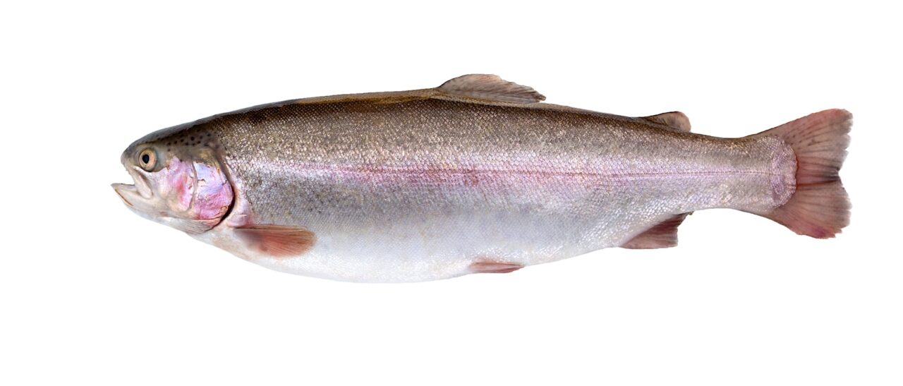 Sea trout are fed different food, such as shrimps and crustaceans, and therefore their flesh is pinkish – just like that of salmon